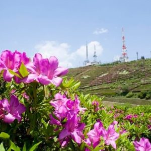 大平山山頂公園【防府市】つつじの名所で心も身体もリフレッシュ