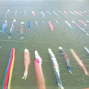 水中鯉のぼり(佐波川こいながし)は絶景!!【山口県防府市】川の中を悠々と・アクセスや駐車場は?