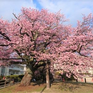 蓬莱桜【防府市】向島小学校の寒桜・早咲きの桜で一足早い春を感じませんか!!