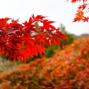 宇部市の紅葉スポット3選・来迎寺や蓮光寺など隠れた紅葉名所をご紹介