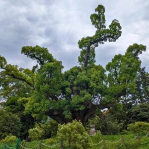 川棚クスの森【下関市】枯れて復活した?国指定天然記念物の現在とは