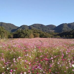 リフレッシュパーク豊浦のコスモス【下関市】100万本のコスモスが咲き誇る名所